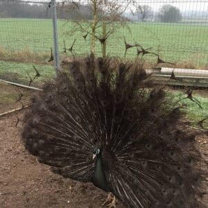 Buford Bronze Peafowl Pair