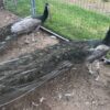 Opal Black Shoulder Peafowl Pair