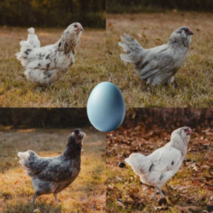 Colored Egg Layers