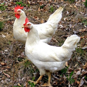 White Egg Layers
