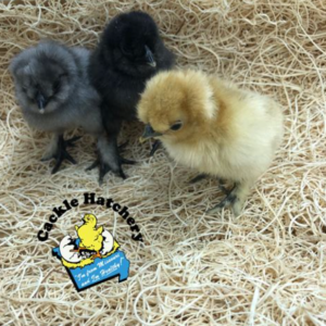 Chicken Gifts