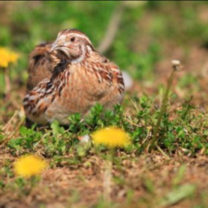 Game Birds