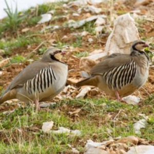 Chukar Partridge