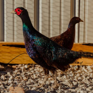 Melanistic Pheasant