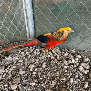 Ornamental Pheasants