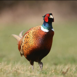 Ringneck Pheasant