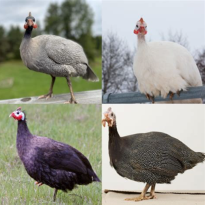 Guinea Fowl