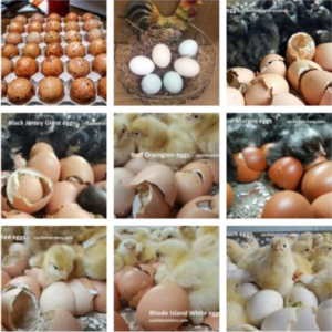 Hatching Eggs