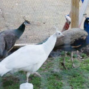 Peafowl