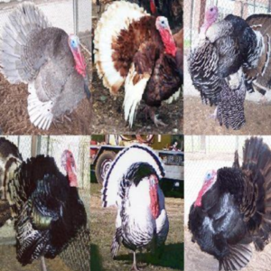 Turkey