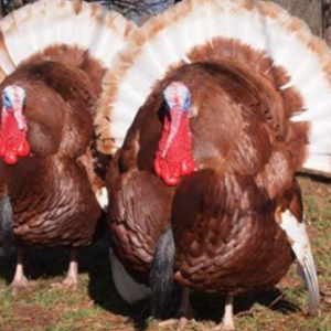 Heritage Turkey
