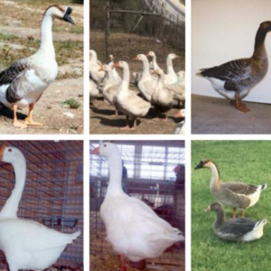 Waterfowl