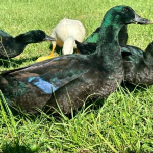 Fall Ducks