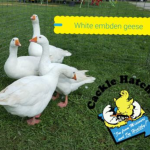 Geese for Sale