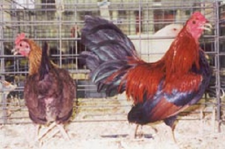 Black Breasted Red Old English Game Bantam