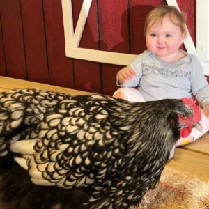 Silver Laced English Orpington Chicken
