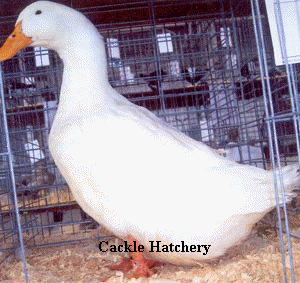 White Pekin Duck