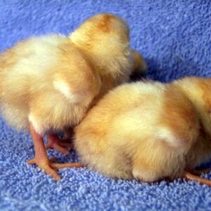 Cornish Bantams