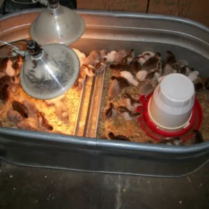 Heavy Duty Clamp Brooder Lamp with Red heat bulb