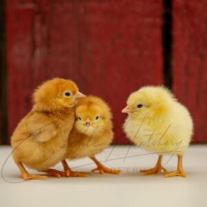 Red Sex Link Chicken