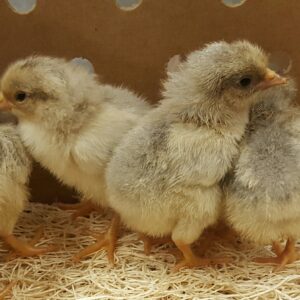 Isabella Leghorn Chicken