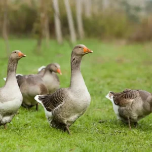 Toulouse Geese