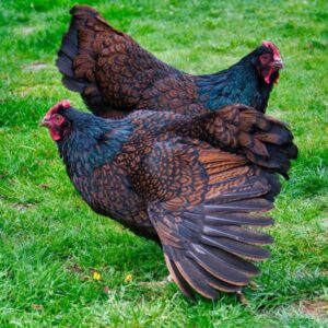 Barnevelder Chicken
