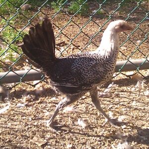 Egyptian Fayoumis Chicken