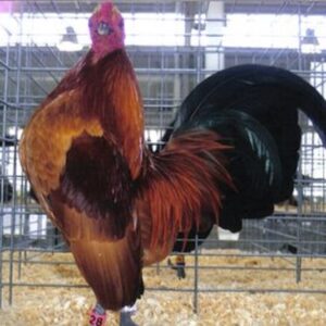 Ginger Red Old English Game Bantam