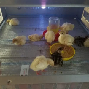 Five Deck Game Bird/Poultry Brooder