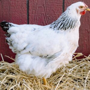 Columbian Wyandotte Chicken