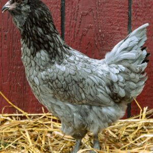 Blue Ameraucana Chicken