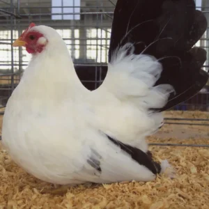 Black Tailed White Japanese Bantam