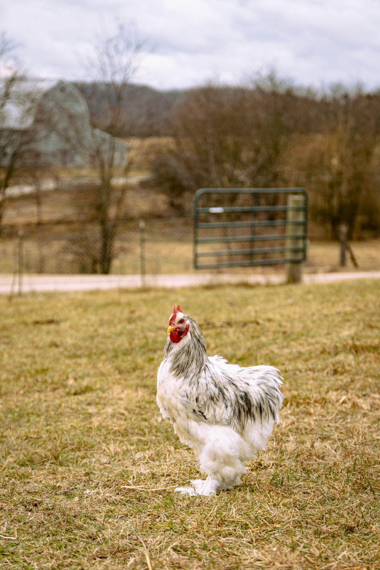 Splash Cochin Standard Chicken