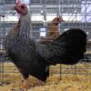 Golden Duckwing Old English Game Bantam
