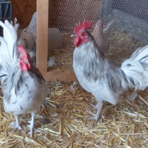 Splash Old English Game Bantam
