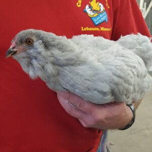 Lavender Ameraucana Chicken