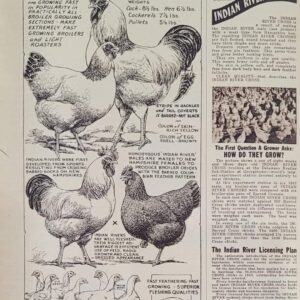 Delaware X Hampshire Cross (Indian River) Chicken