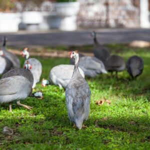 Hatchery Choice Guinea