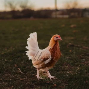 Red Pyle Old English Game Bantam