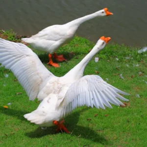White Chinese Geese
