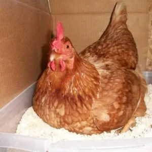 Golden Comet Chicken