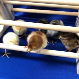 The Baby Chick Playground