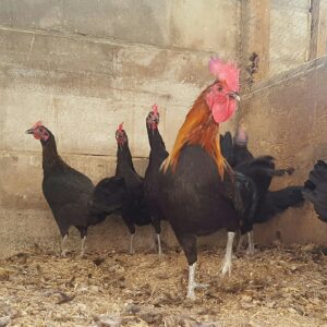 Black Breasted Brown Red Standard Old English