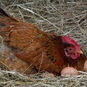 Free Range New Hampshire Chicken