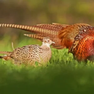 Ringneck Pheasant