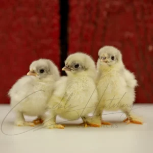 Splash Cochin Bantam