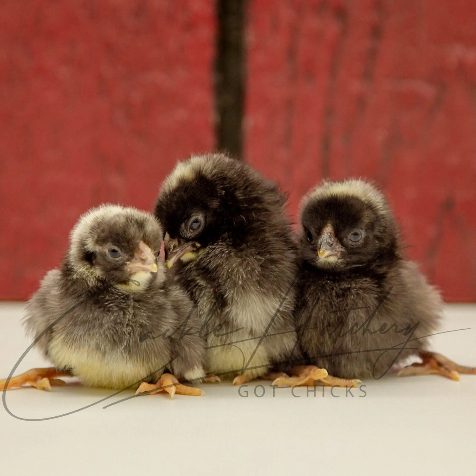 Dominique Bantam