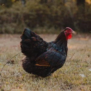 Black Laced Red Wyandotte Chicken