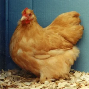 Buff Cochin Bantam